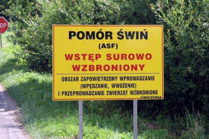 Sposób postępowania wobec ASF w Polsce w 2014 roku nie był ani błędny, ani narzucony?
