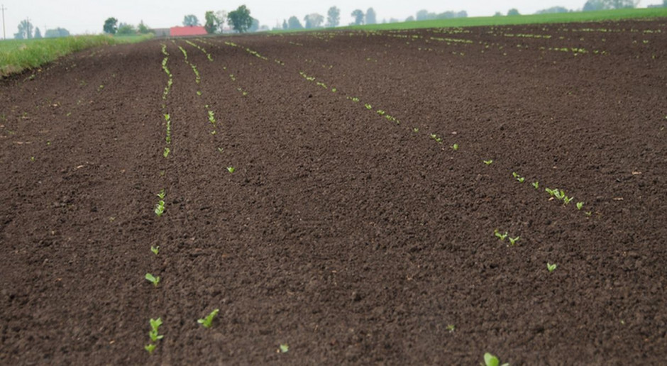Plantacja zaatakowana przez szarka komośnika, fot. KSC Jak walczyć z szarkiem komośnikiem?