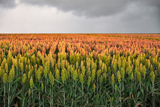 Niemcy: Rośnie areał uprawy sorgo