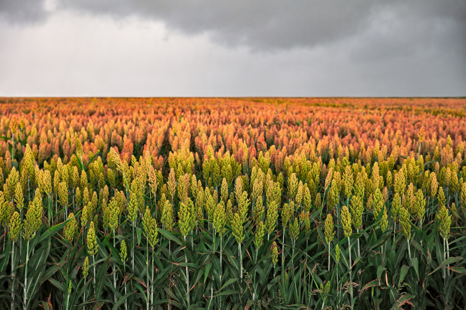 W 2020 r. ogólnoeuropejska powierzchnia uprawy sorgo wzrosła o 16 proc. do 355 000 ha; Fot Shutterstock