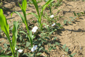 Stan fitosanitarny upraw – zagrożenia 