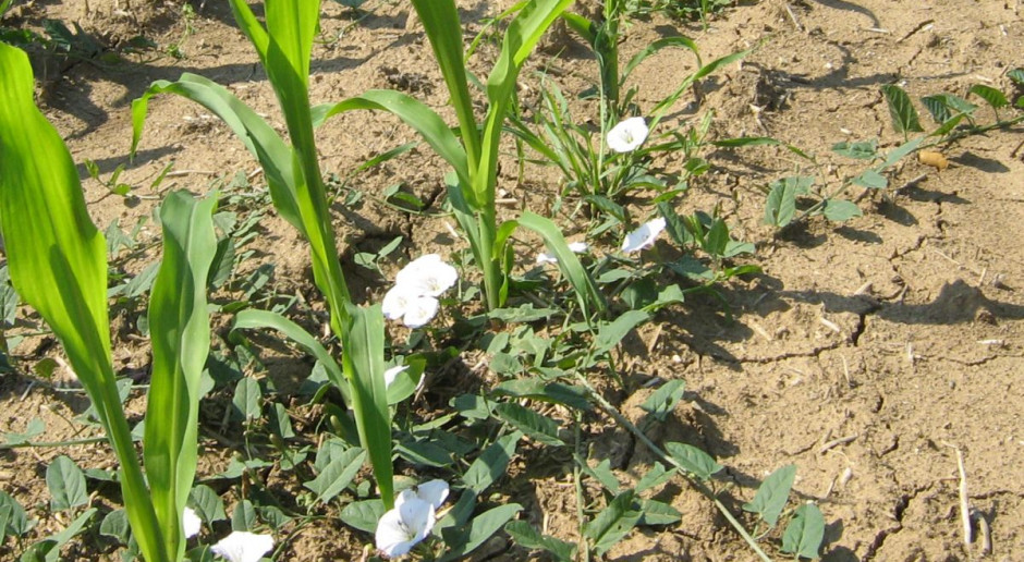 Chwasty w kukurydzy są dużym zagrożeniem dla rozwoju plantacji, fot. M. Tyszka Stan fitosanitarny upraw – zagrożenia