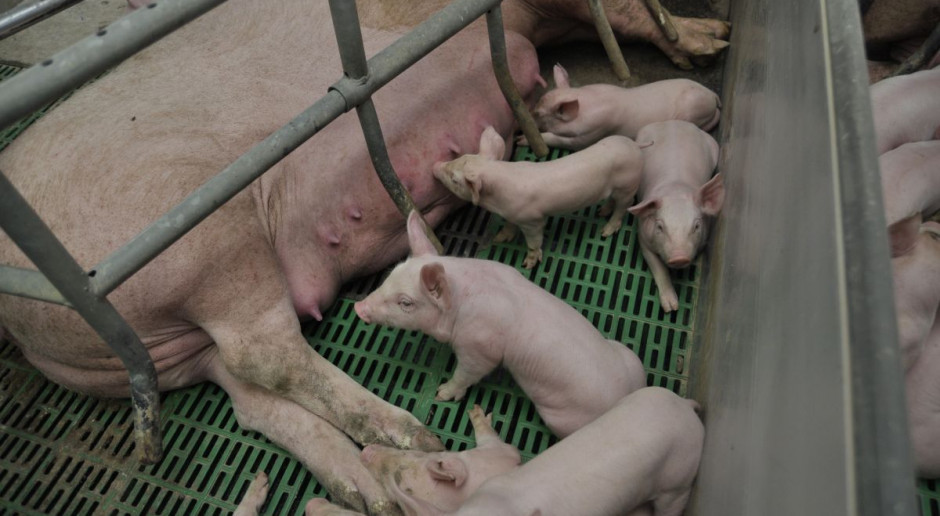 Fot.A.Królak Załamanie rynku niestraszne producentom warchlaków
