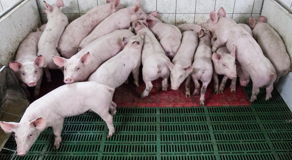 Pogłowie świń w Danii na dzień 1 kwietnia br. wynosiło 12,7 mln szt. fot. I. Dyba Duńskie pogłowie świń na plusie