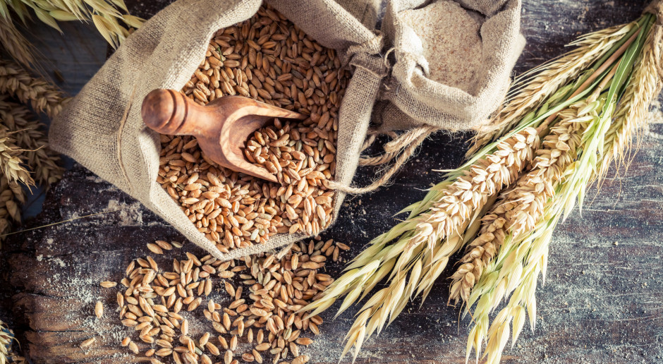 Fot. Shutterstock Lekka korekta cen zbóż na MATIF