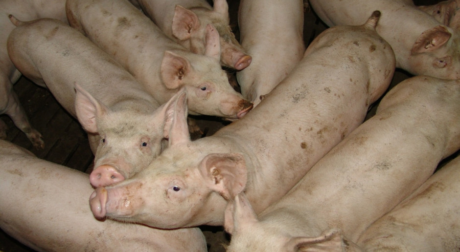 KZP-PTCh: Rychły koniec spadków cen świń rzeźnych