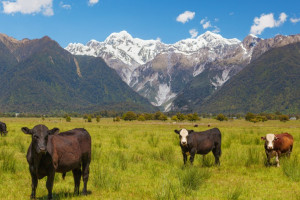 Nowa Zelandia: Tysiące mlecznych krów do uboju