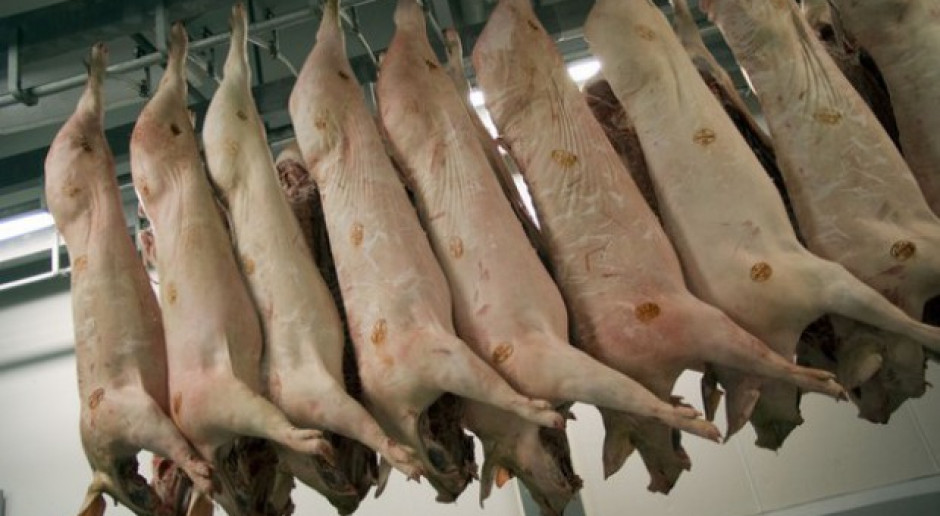 Fot.PTWP Niemcy: nieduży wzrost produkcji wieprzowiny