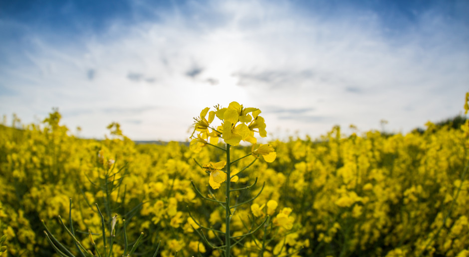 Fot. Shutterstock Rzepak najdroższy od blisko pół roku