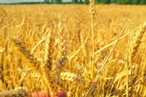  IGC: Mniejsza prognoza produkcji zbóż w sezonie 2017/2018