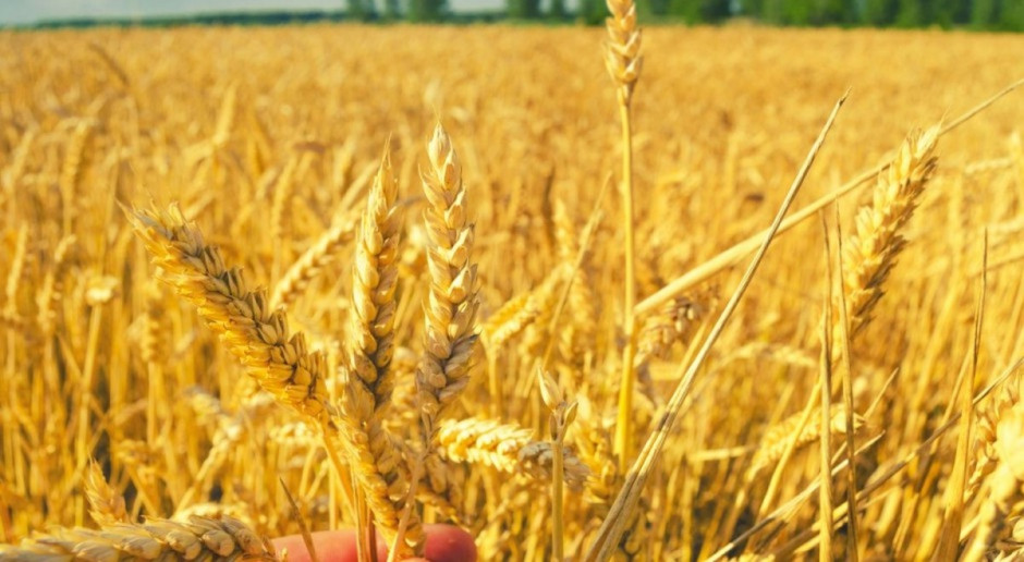 Fot. Shutterstock IGC: Mniejsza prognoza produkcji zbóż w sezonie 2017/2018