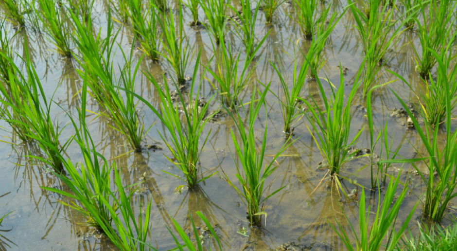 Wskutek wzrostu CO2 w atmosferze - ryż coraz mniej odżywczy