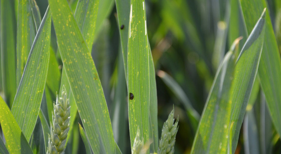Larwy skrzypionki w zbożach; Fot. Katarzyna Szulc Zwalczanie skrzypionki w wysokich temperaturach