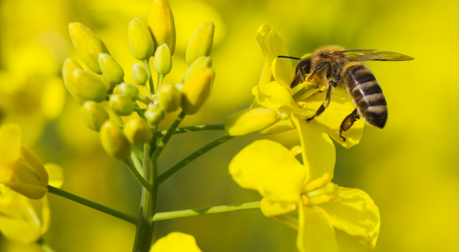 Fot. Shutterstock Korekta notowań rzepaku