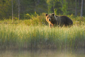 Wygłodniałe niedźwiedzie buszują w pasiekach