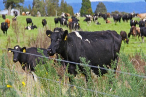 Nowa Zelandia: Fonterra podnosi ceny mleka dla producentów