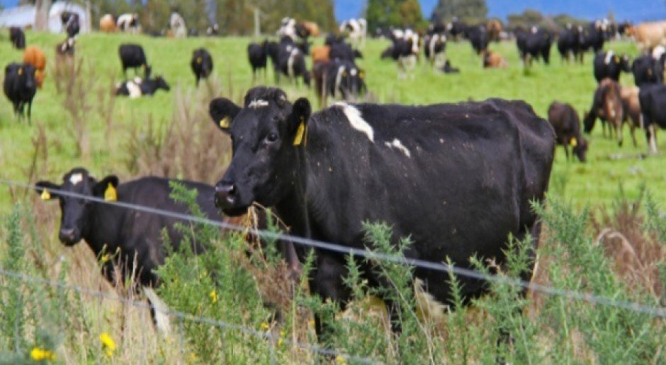 Fot. pixabay.com Nowa Zelandia: Fonterra podnosi ceny mleka dla producentów