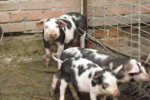 ASF – gwóźdź do trumny dla ekologicznego chowu świń?