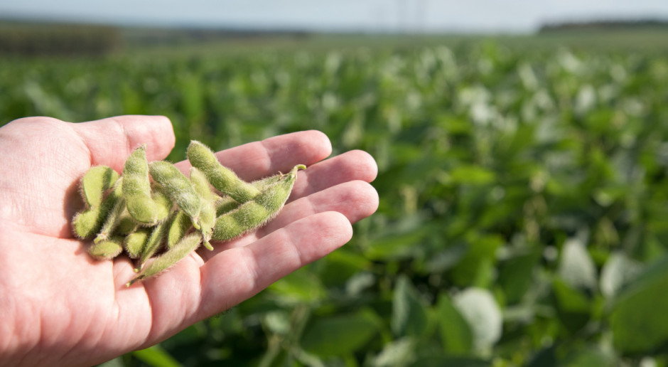 Soja to jedno z najpopularniejszych nasion roślin strączkowych i alternatywa dla produktów mięsnych i nabiału; Fot. Shutterstock Soja – więcej mitów niż faktów