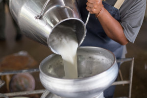 UE: W kwietniu ponownie spadła średnia cena płacona za mleko