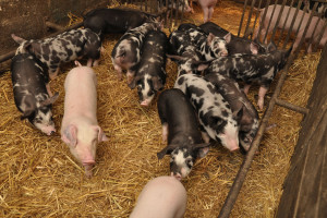 Świnie rasy puławskiej - popularne w Kujawsko-Pomorskiem