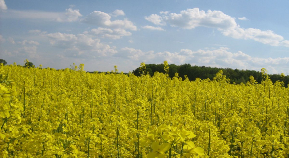 fot. M. Tyszka Nowa odmiana rzepaku - Anniston