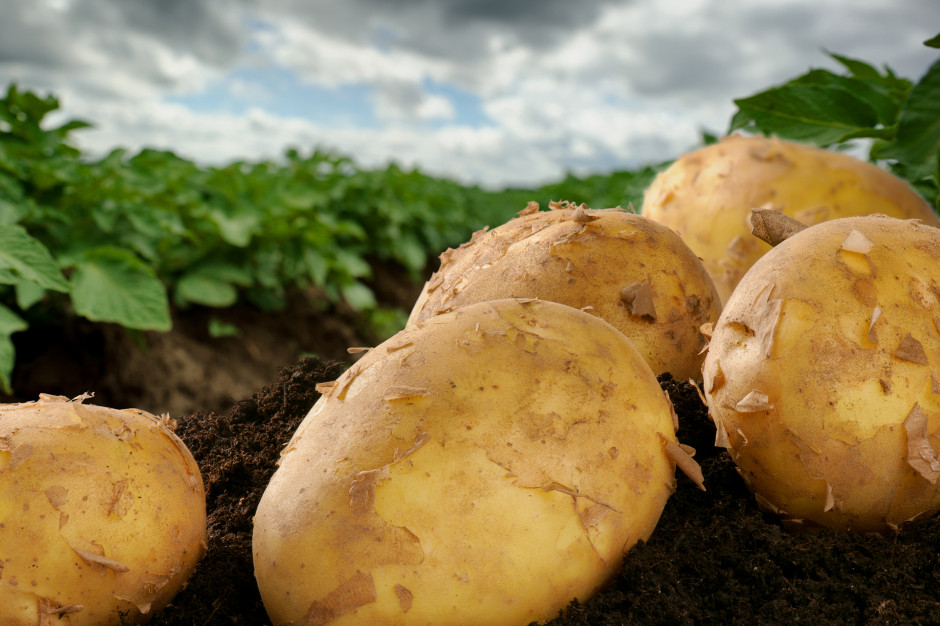 W Niemczech wzrosła konsumpcja ziemniaków, a spadła ich produkcja; Fot. Shutterstock