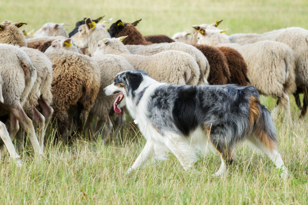 Hodowcy owiec dostali psy pasterskie do ochrony stad