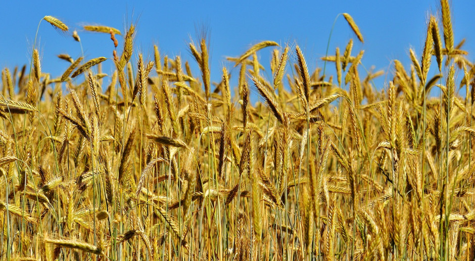 Fot. pixabay.com FAO: Światowa produkcja zbóż spadnie, ale zapasy nadal duże