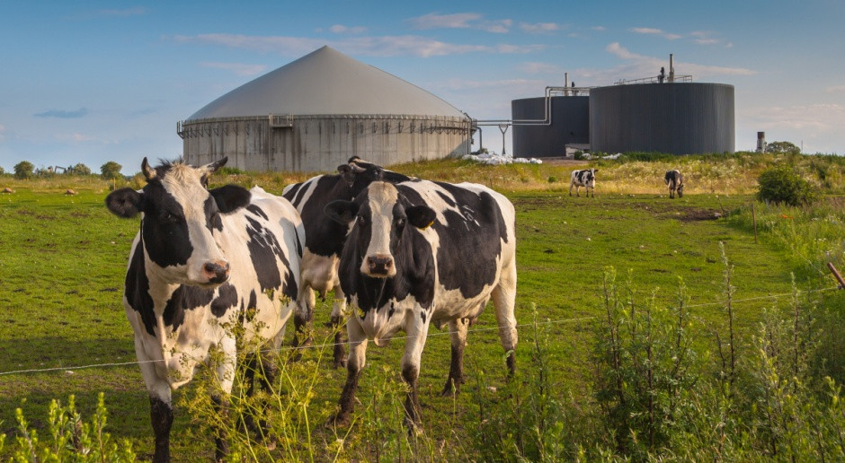 Fot. Shutterstock Copa-Cogeca za zwiększeniem udziału biomasy w energetyce