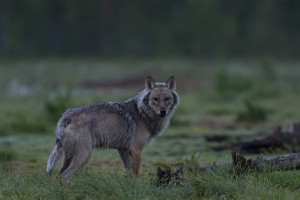 Finowie protestują w związku z rosnącą liczbą wilków na zachodzie kraju