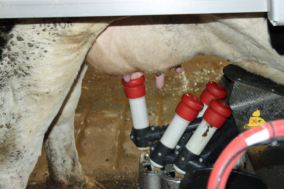 Prawidłowy dój to taki, który pozwala efektywnie opróżnić gruczoł mlekowy krowy z mleka bez szkodliwego wpływu na stan zdrowia tego organu