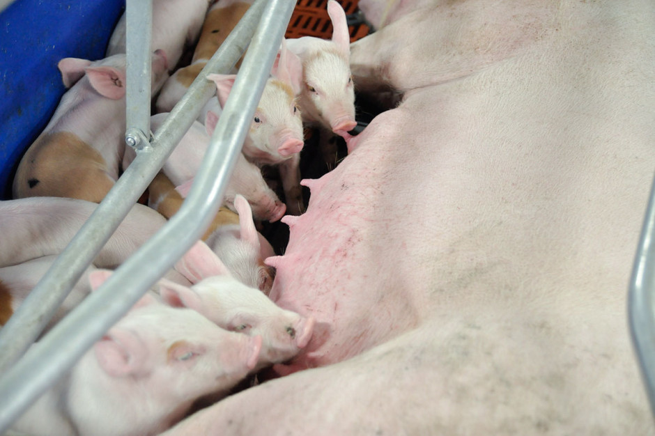 Żywienie loch karmiących  to bardzo rozbudowany i skomplikowany element produkcji świń