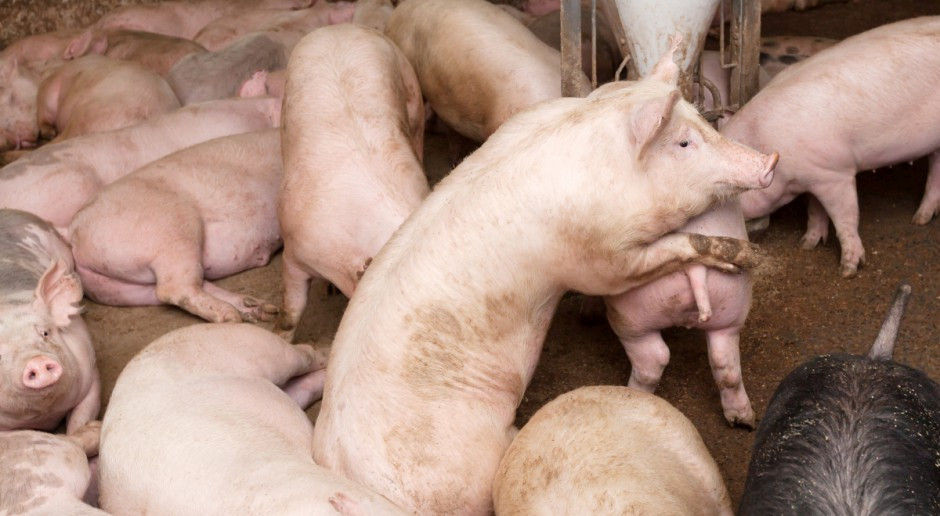 Fot.Fotolia UE: Ceny świń rzeźnych lekko wzrosły