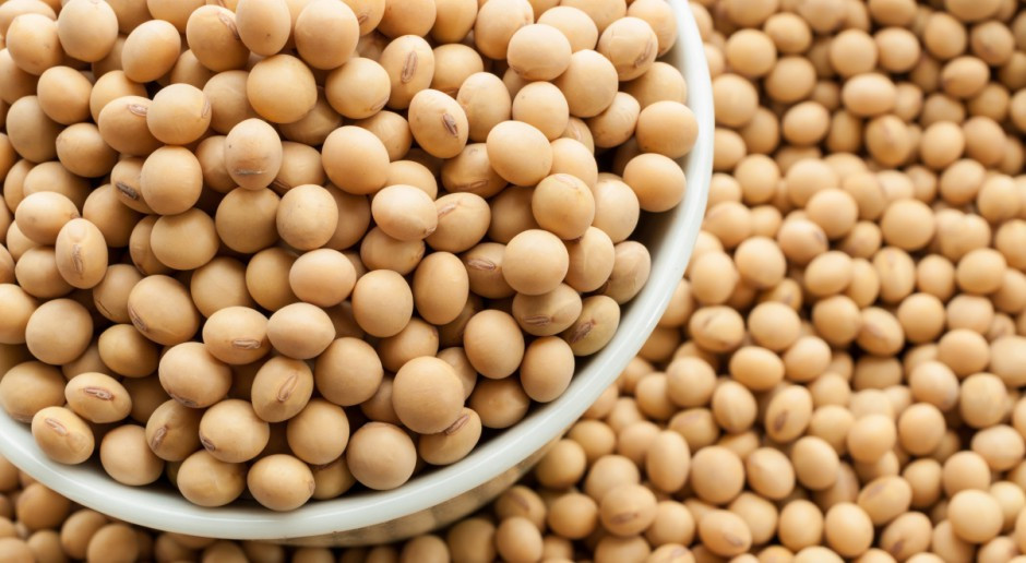 Foto. Shutterstock USDA: Większa światowa produkcja nasion soi, mniejsza rzepaku