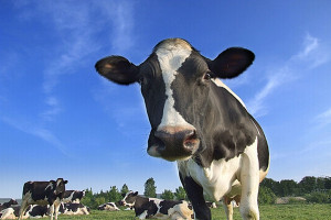 Komisja rolnictwa bez poprawek do projektu noweli ustawy o rynku mleka