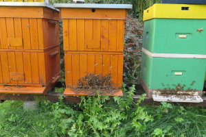 Miododajne pszczoły: nawet 100 kg z ula