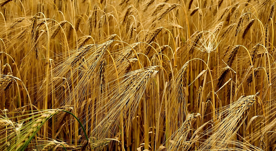 Fot.pixabay.com W niektórych rejonach Ukrainy rozpoczęto wczesne zbiory zboża i roślin bobowatych