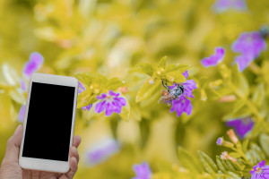 Aplikacja na smartfona pomoże pszczelarzom i pszczołom