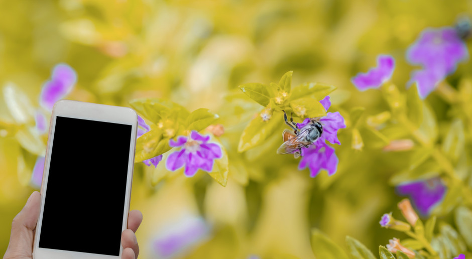 Fot. Shutterstock Aplikacja na smartfona pomoże pszczelarzom i pszczołom