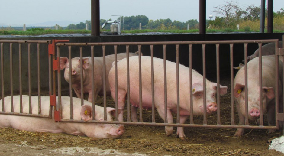 Znamy lokalizację kolejnych ognisk ASF. fot. I.Dyba 5 nowych ognisk ASF. W tym jedno w stadzie z ponad tysiącem świń