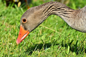 Ptasia grypa u dzikiego ptactwa w Co Armagh w Irlandii Północnej