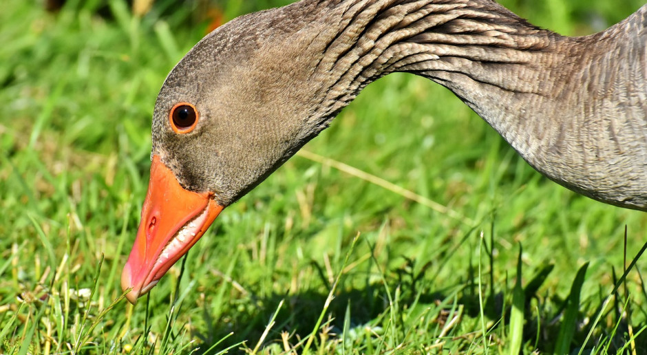 Ptasia grypa u dzikiego ptactwa w Co Armagh w Irlandii Północnej