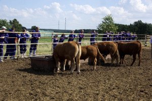 Produkcja bydła mięsnego: Polska vs. USA