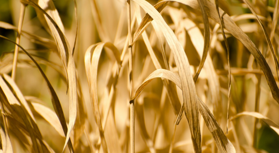 Fot.pixabay.com Ukraina: Mniej zboża z powodu suszy