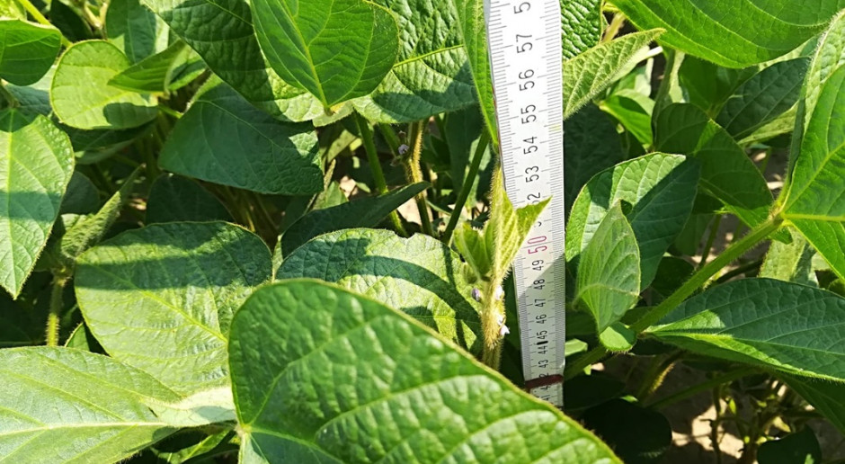 Soja odmiany Merlin w połowie czerwca osiągnęła 50 cm wysokości Blog: Soja dobrze odchwaszczona: kwitnie, są już pierwsze strąki