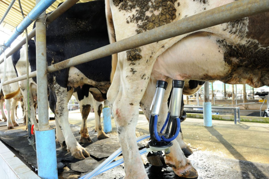 Wysokie koszty produkcji mleka pochłaniają potencjalne zyski z jego sprzedaży, fot. shutterstock