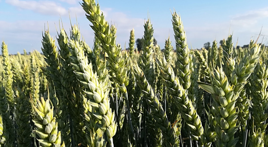 Liść flagowy oraz kłos są wolne od chorób grzybowych Blog: Zdrowe liście, zdrowy kłos