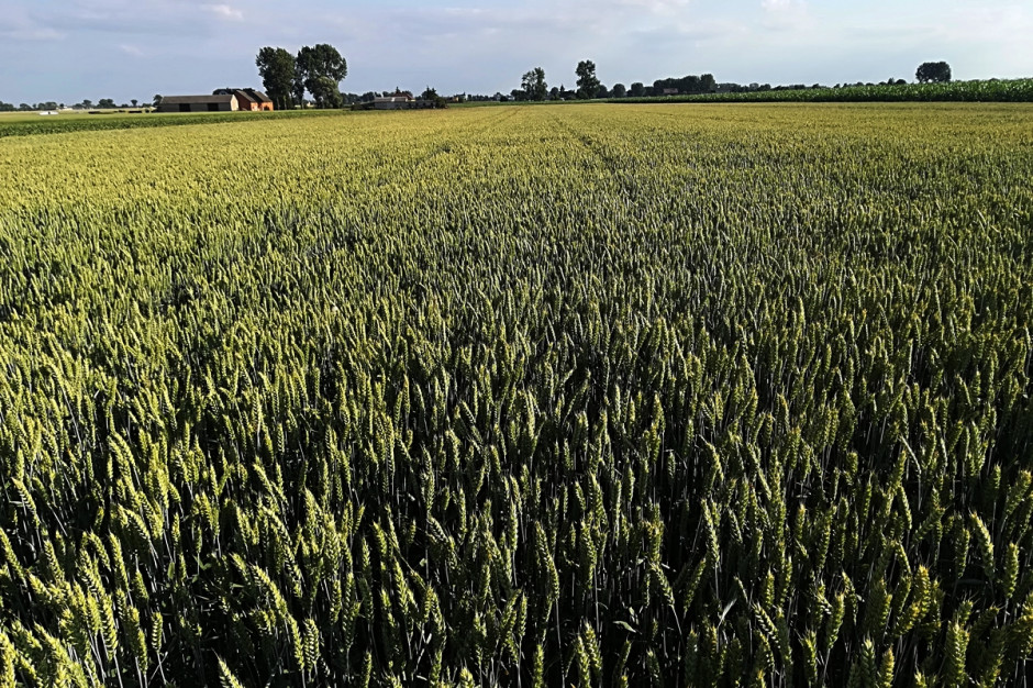Tak prowadzona przeze mnie plantacja w obliczu suszy uważam, że prezentuje się nie najgorzej. Stan na 20 czerwca