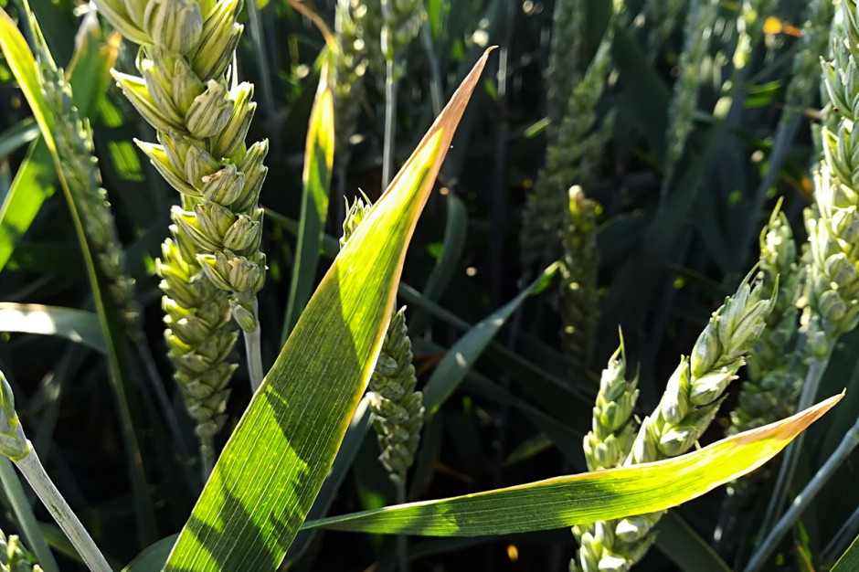 Przypalone końcówki liści to częsty tegoroczny widok na okolicznych plantacjach zbóż